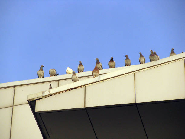 pigeons on the roof and on building structures against the sky