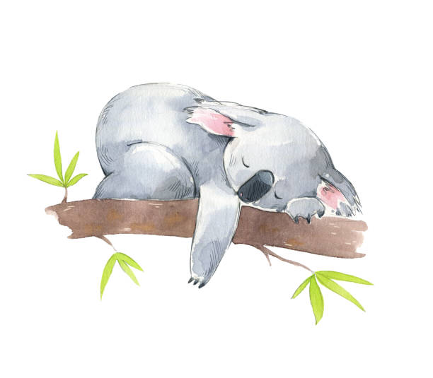 Koala Sleeping Illustrations, Royalty-Free Vector Graphics & Clip Art -  iStock