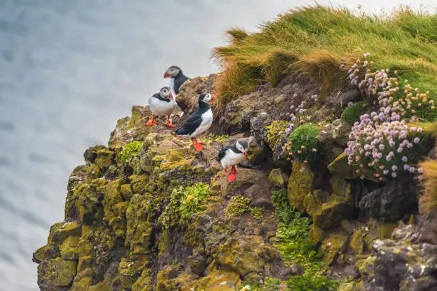 Photo of Puffins on the Latrabjarg cliffs, a stunning promontory, home to millions of birds,  at westernmost point of Iceland in the Westfjords region.