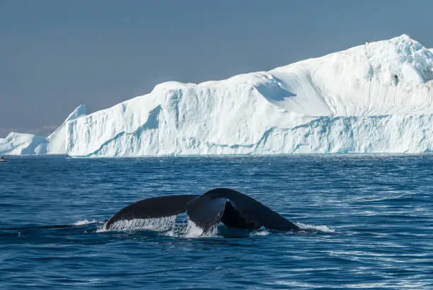 Humpback whales feeding among enormous icebergs near the mouth of the Icefjord, Ilulisaat, Disko Bay, Greenland