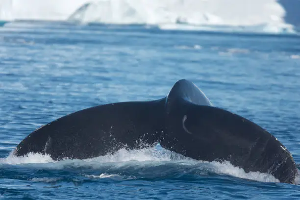 Photo of Humpback whales feeding among enormous icebergs near the mouth of the Icefjord, Ilulisaat, Disko Bay, Greenland