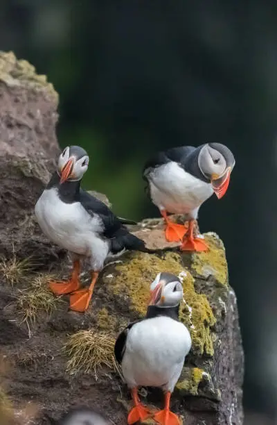 Photo of Puffins on the Latrabjarg cliffs, a stunning promontory, home to millions of birds,  at westernmost point of Iceland in the Westfjords region.