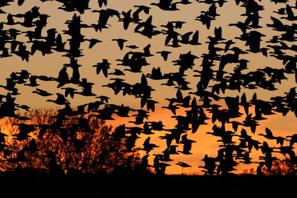 istock Snow geese in the dawn, Bosque del Apache, New Mexico USA 1218530306