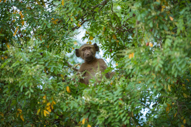 ein neugieriger babypavian, der durch die grünen blätter eines baumes blickt - kruger national park monkey baboon africa stock-fotos und bilder