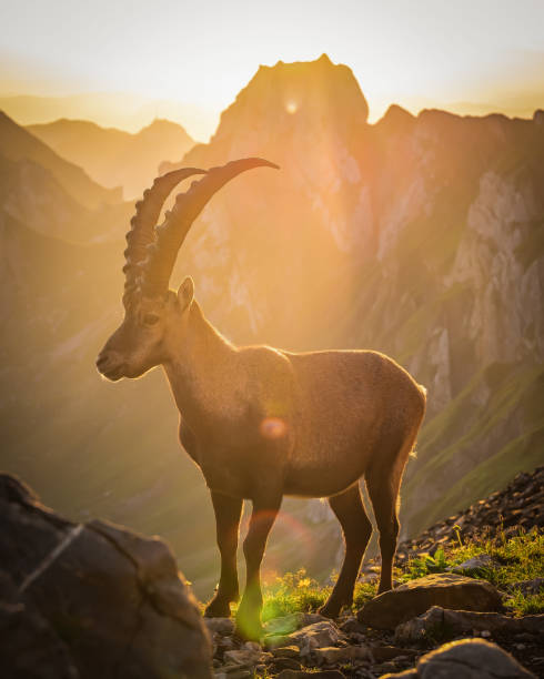istock Capricorn in the morning sun 1218531065