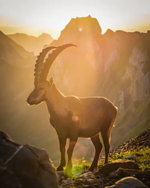 enjoying the sunrise with the king of the alps