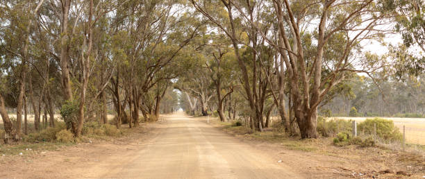 istock panoramic of a native tree lined empty rural road leading through farm land into the distant horizon, country Victoria, Australia 1218531683