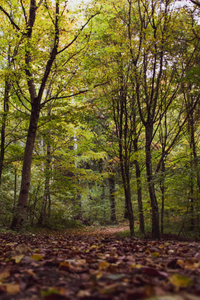istock Path in the heart of a deciduous forest in autumn (La Sarraz, Switzerland) 1218531834