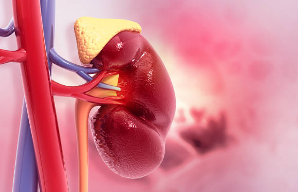 human kidney - suprarenal gland imagens e fotografias de stock