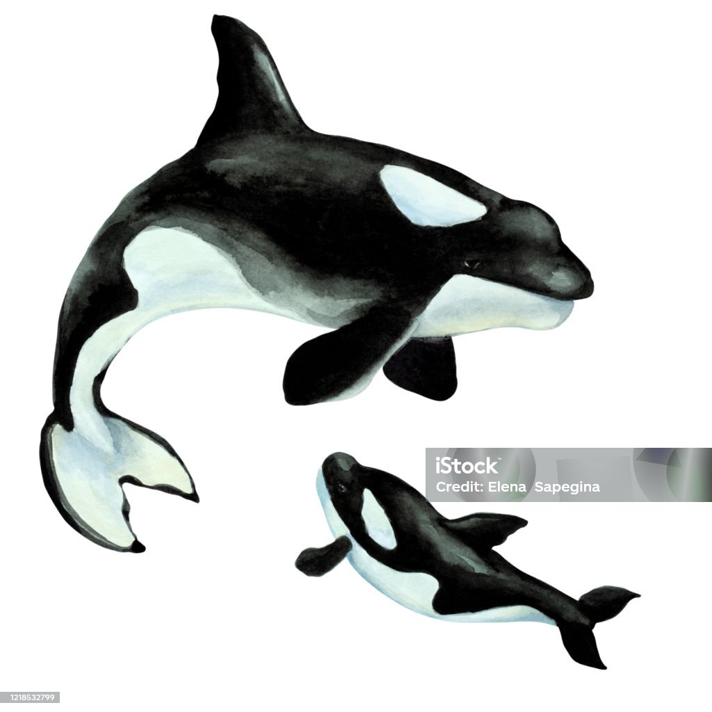 Cá Voi Sát Thủ Orca Lớn Với Đàn Con Trên Nền Trắng Vẽ Tay Màu Nước ...