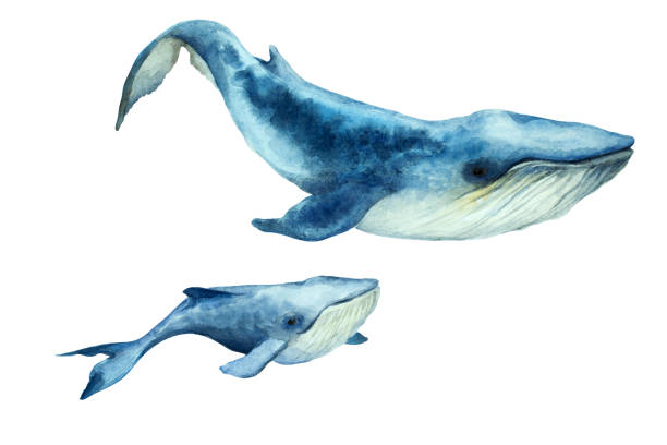 istock Big blue whale with cub on a white background, hand drawn watercolor. 1218532847