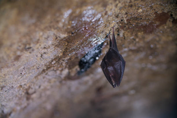istock Close up small sleeping lesser horseshoe bat covered by wings, hanging upside down on top of cold arched brick cellar and hibernate. 1218534455