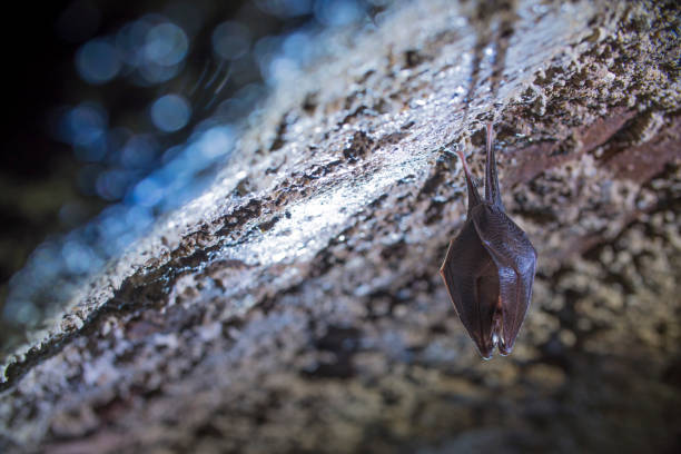 istock Close up small sleeping lesser horseshoe bat covered by wings, hanging upside down on top of cold arched brick cellar and hibernate. 1218534499