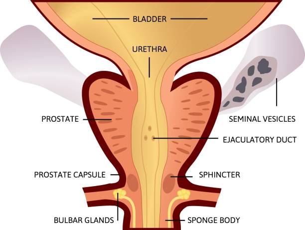 illustrations, cliparts, dessins animés et icônes de prostate, une glande exocrine du système reproducteur masculin. à l’intérieur se trouve l’urètre provenant de la vessie qui est appelé l’urètre prostatique et qui fusionne - prostate gland