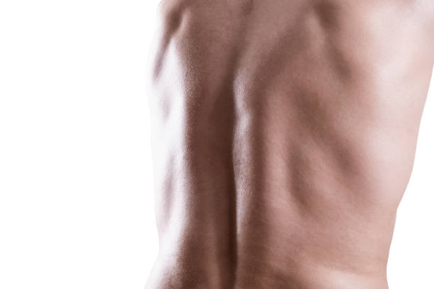 Muscular male back isolated on white background, close-up with copy space