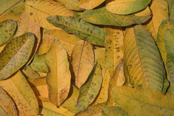 istock Fallen Yellow Guava Leaves Background and Wallpaper 1218535779
