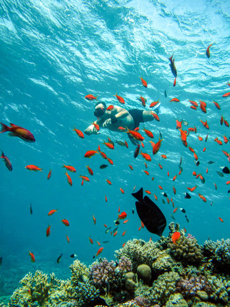 Young man snorkeling Young man snorkeling underwater,red sea , Egypt . taba stock pictures, royalty-free photos & images