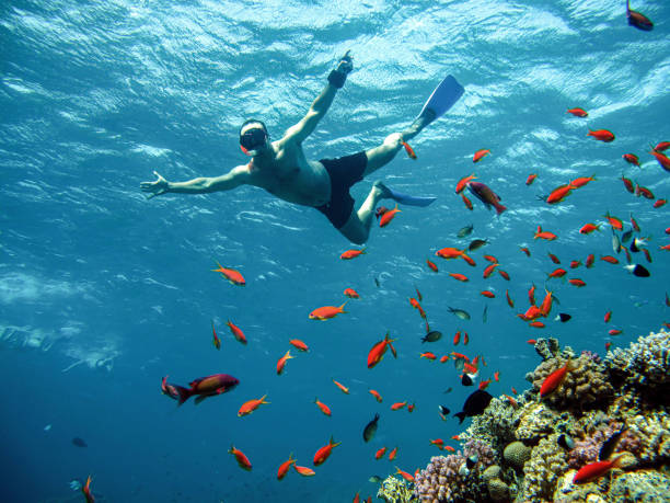 Young man snorkeling Young man snorkeling underwater,red sea , Egypt . taba stock pictures, royalty-free photos & images