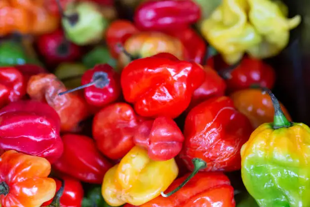 Close up of a pile of scotch bonnet peppers, in a variety of colours, on a UK market stall