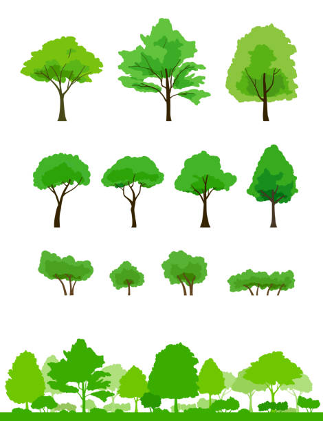 illustrazioni stock, clip art, cartoni animati e icone di tendenza di set di illustrazioni albero e illustrazione del paesaggio dell'albero verde, sfondo - chestnut tree leaf tree white background