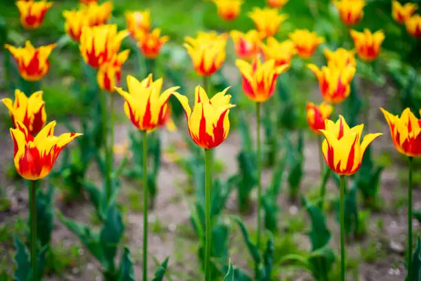 Multiple Colored Tulips(red and yellow) in tulip garden