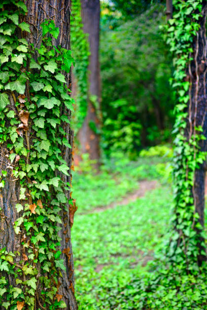 several trees and a crawling ivy on them, green grass, green leaves, background