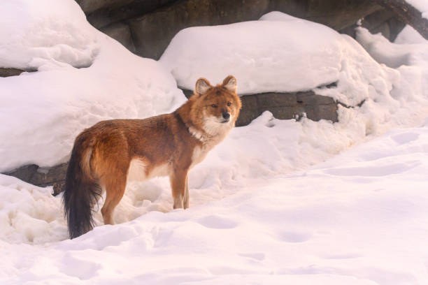 dzika przyroda patrząc w zimowym śniegu - red wolf zdjęcia i obrazy z banku zdjęć