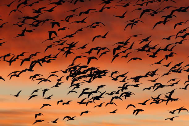 istock Snow geese in the dawn, Bosque del Apache, New Mexico USA 1218540187