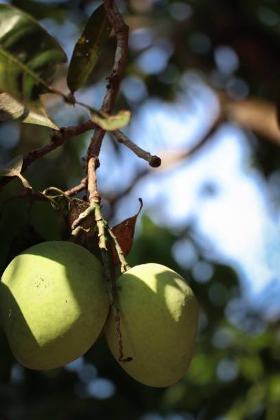 istock Green fresh mango on tree in Kerala on morning and background blur 1218542200