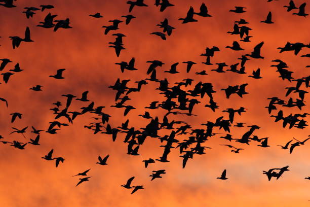 istock Snow geese in the dawn, Bosque del Apache, New Mexico USA 1218543477