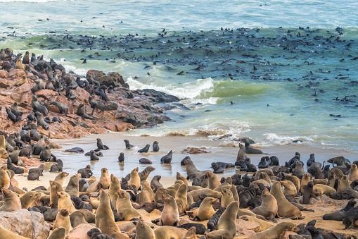Huge cape fur seal colonies crowding the beaches of the Cape Cross Seal Reserve, Skeleton Coast, Namib desert, Western Namibia.