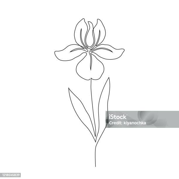 Ilustración de Flor De Iris Sobre Blanco y más Vectores Libres de Derechos  de Iris - Flor - Iris - Flor, Flora, Flor - iStock