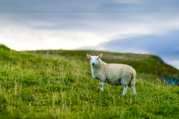 istock Sheep at Isle of Skye, Scotland, UK 1218548155