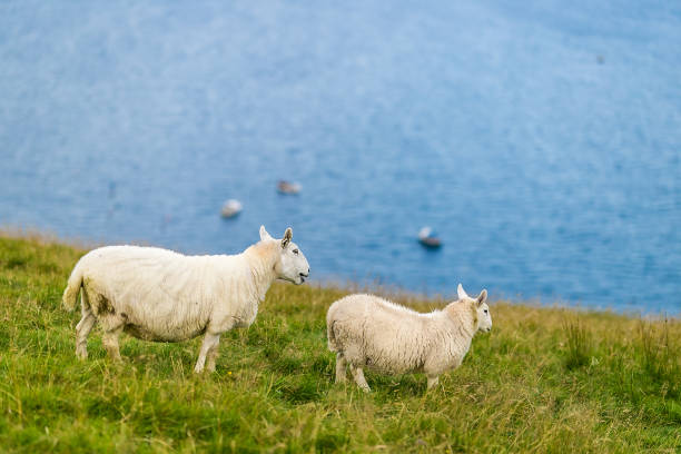 istock Sheep at Isle of Skye, Scotland, UK 1218548185