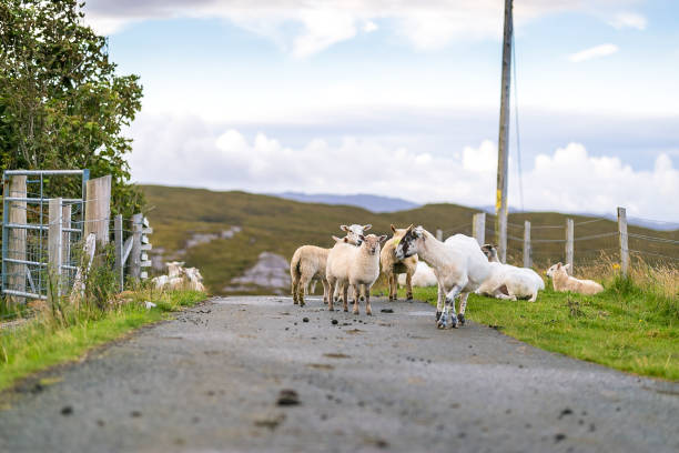 istock Sheep at Isle of Skye, Scotland, UK 1218548186