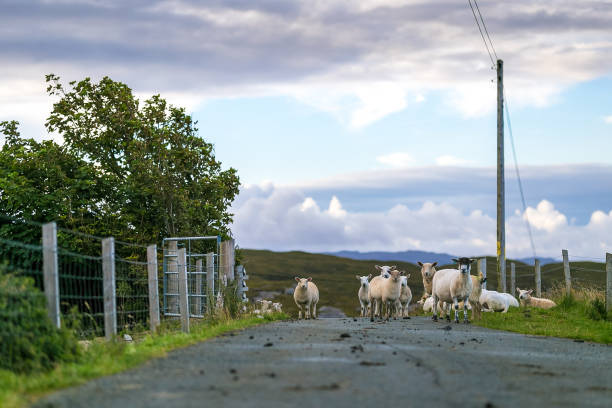 istock Sheep at Isle of Skye, Scotland, UK 1218548194