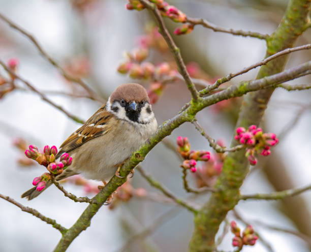 istock Sparrow bird sitting on the brach of a tree 1218548292