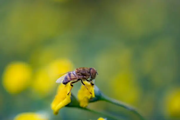 Photo of Closeup of a Hover Fly collecting pollen