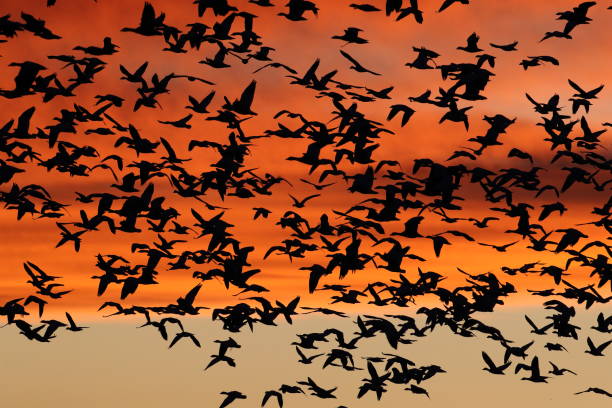 istock Snow geese in the dawn, Bosque del Apache, New Mexico USA 1218548646
