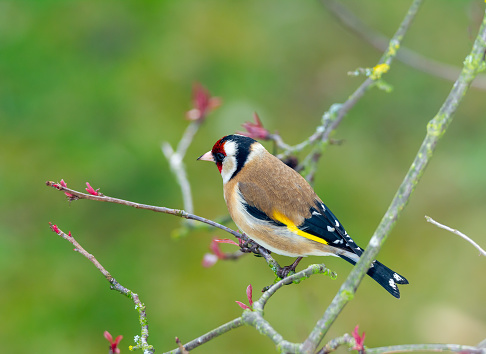 Goldfinch on a perch in the Autumn, garden wildlife photography in England