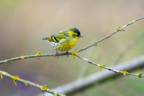 Closeup of a small Eurasian siskin perching on a small twig on a spring day in Estonia, Northern Europe
