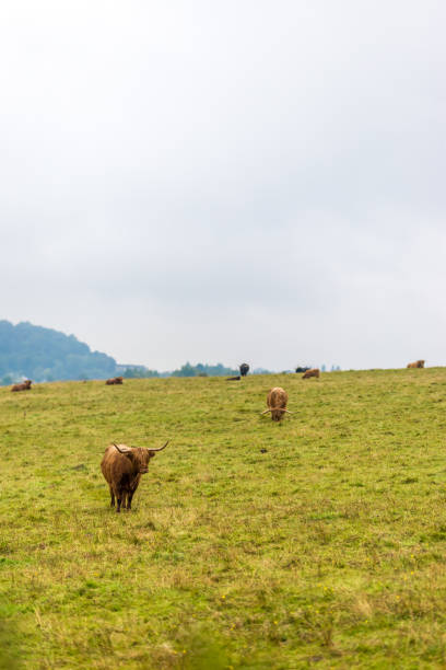 istock Hairy scottish cow in Highlands, Scotland, UK 1218548729