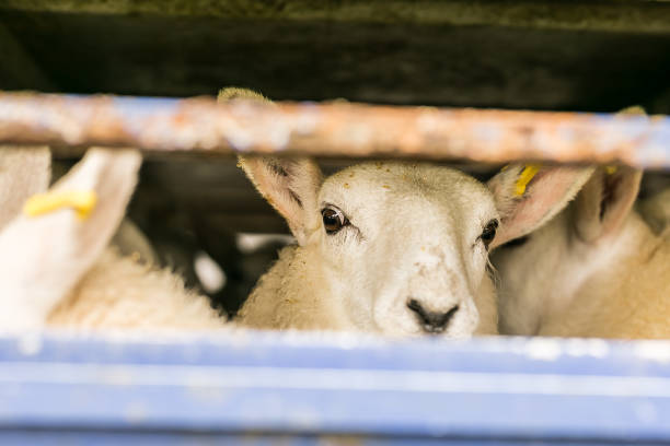 Sheep in transportation truck, England Sheep in transportation truck, England lamb animal photos stock pictures, royalty-free photos & images