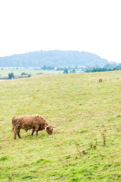istock Hairy scottish cow in Highlands, Scotland, UK 1218548768