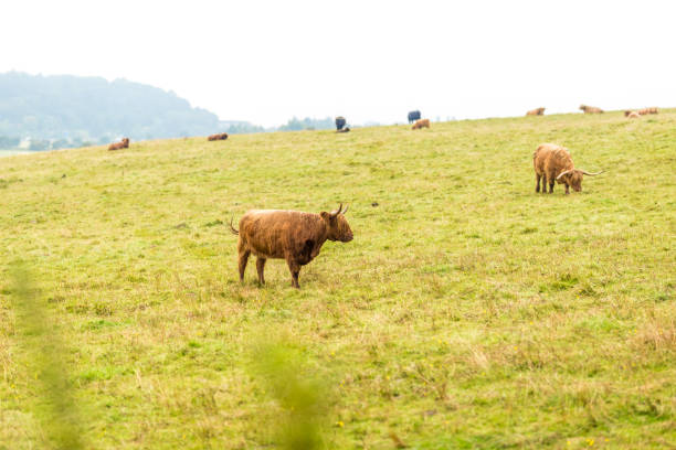 istock Hairy scottish cow in Highlands, Scotland, UK 1218548812
