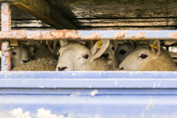 ovelhas em caminhão de transporte, inglaterra - sheep lamb wool animal head - fotografias e filmes do acervo