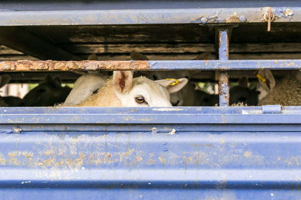 ovelhas em caminhão de transporte, inglaterra - sheep lamb wool animal head - fotografias e filmes do acervo