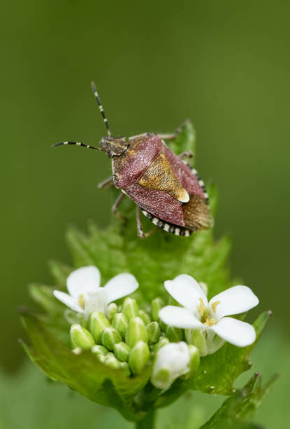 istock Shield bug (Sloe bug, Dolycoris baccarum) on a green plant with white petals 1218549460