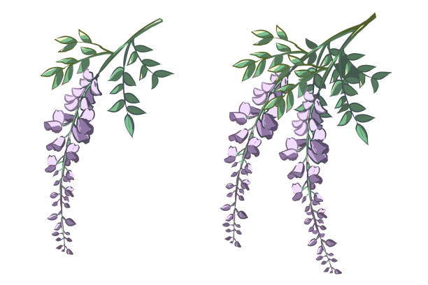 ilustraciones, imágenes clip art, dibujos animados e iconos de stock de flor de wisteria - wisteria