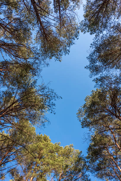 istock Looking up to the Sky through the Tall Trees 1218551164